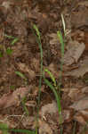 Lined sedge